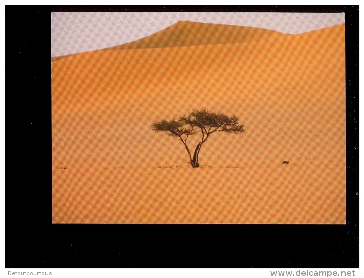 ALGERIE : SAHARA : Tassili Des Ajjers Plaine D'Admer  Désert  Arbre Tree - Other & Unclassified