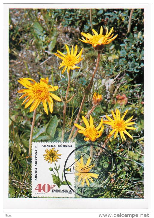 Poland 1984 Mountain Arnica Flower Flowers Flora Plants In Zakopane Canceled - Tarjetas Máxima