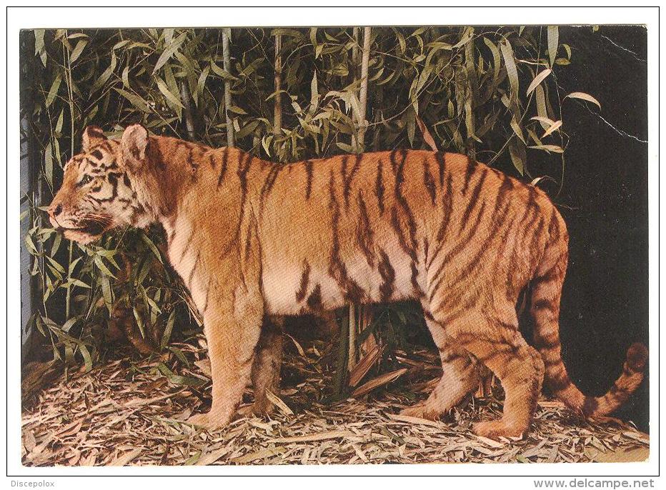 C2585 Tigre - Tiger - Getigert - Panthera Tigris - Museo Di Storia Naturale Milano / Non Viaggiata - Tigers