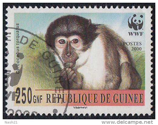 2000 - Afrique - Timbre De Guinée -Singes - 250 Gnf.  Cercocebus Torquatus - - Scimmie