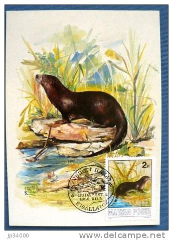 HONGRIE Loutre Yvert N° 3070 Carte Maximum, FDC, 1 Er Jour  (protection De La Nature) 1986 - Autres & Non Classés