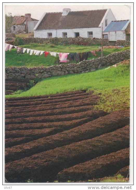 - 'Lazy Beds' (potato Fields) In Connemara. Co Galway - Stamp - Scan Verso - - Galway