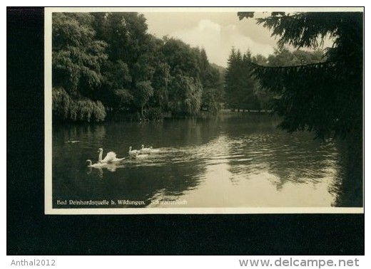 Bad Wildungen Bad Reinhardsquelle Schwäne Schwan Auf Dem Schwanenteich 10.7.1937 - Bad Wildungen