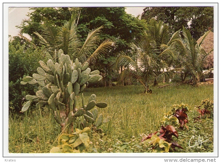 Postcard - Togo    (V 18514) - Togo