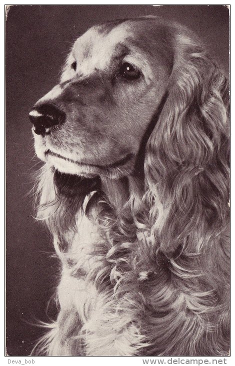 Photo Card Dog Cocker Spaniel Red Heart Series - Animals