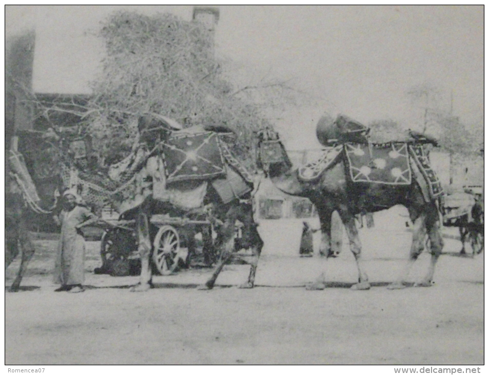 EGYPTE  - Lot De 3 CPA - CHAMEAUX Et BEDOUINS - CHAMELIERS - Non Voyagées - Coll. P. L. - Personen