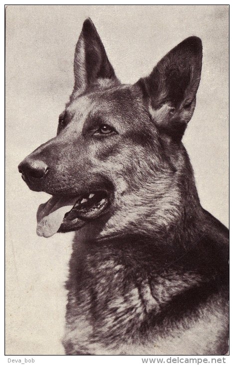 Photo Card Dog Alsatian German Shepherd Red Heart Series - Animals