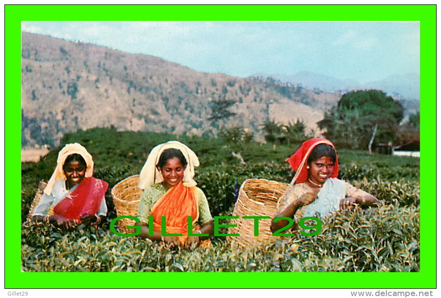 CEYLON, SRI LANKA - TEA PLUCKERS UP-COUNTRY - - Sri Lanka (Ceylon)