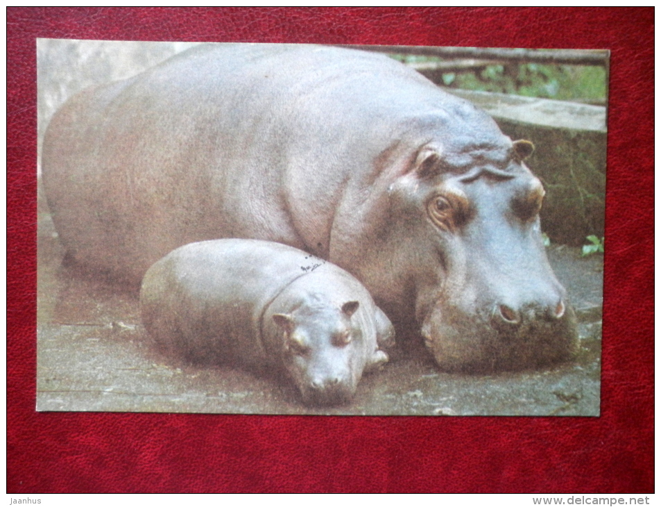 Hippopotamus - Riga Zoo - 1980 - Latvia USSR - Unused - Ippopotami