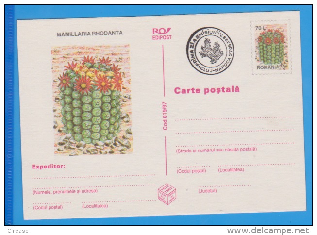 Flower Of Cactus  ROMANIA Postal Stationery Postcard 1997 - Cactus