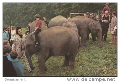 ANIMAL POSTCARD -BABY INDIAN ELEPHANTS. ROYAL WINDSOR SAFARI PARK - Elefanten