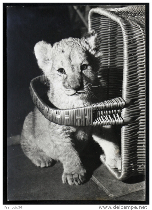 Petit Tigre - Young Tiger - Carte Photo Rare Tamponnée Photo MARCOU à La Rochelle - Dos écrit - Tigres