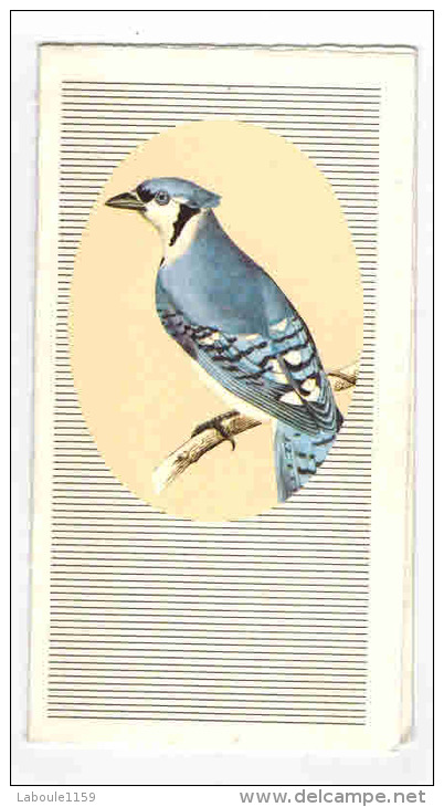 CASTRES Calendrier Publicitaire Baticlub Le Paradis Du Bricoleur Illustration Avec Oiseau Exotique - Autres & Non Classés