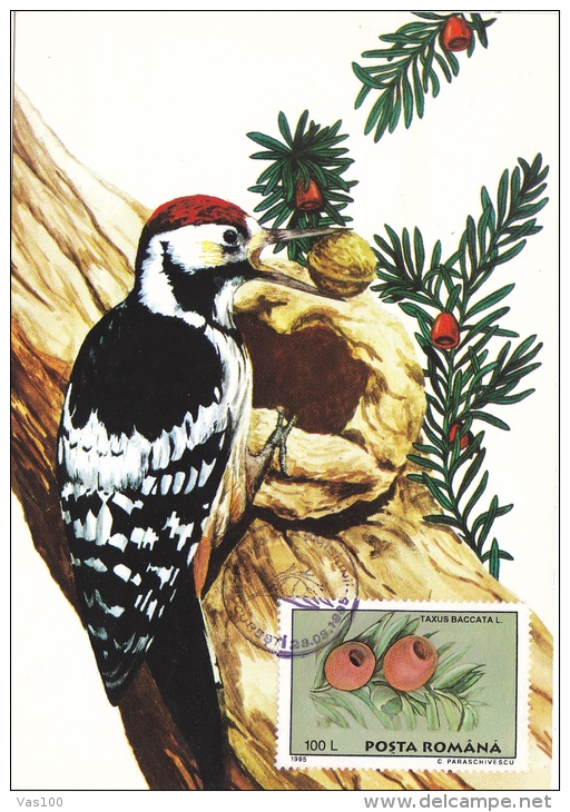 DENDROCOPOS MEDIUS,Middle Spotted Woodpecker,CM, MAXICARD, CARTES MAXIMUM,1989, ROMANIA - Climbing Birds