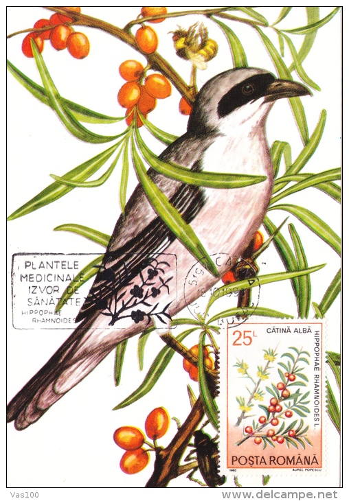 LANIUS MINOR,Lesser Grey Shrike,CM, MAXICARD, CARTES MAXIMUM,1990, ROMANIA - Piciformes (pájaros Carpinteros)