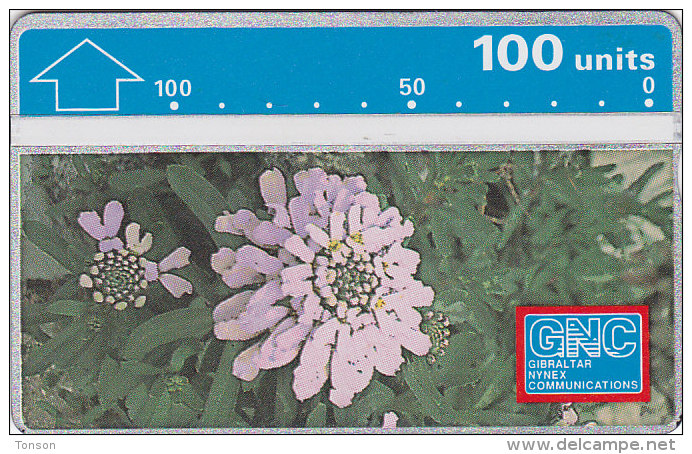 Gibraltar, GIB-21, Gibraltar Candytuft, 100 Units, Flower, 2 Scans. - Gibraltar