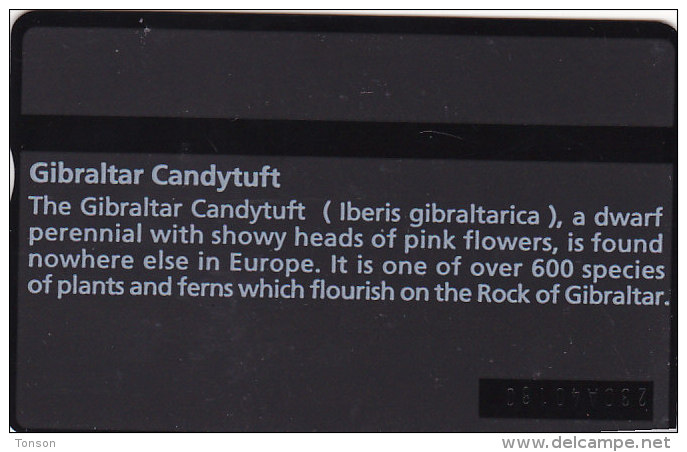 Gibraltar, GIB-21, Gibraltar Candytuft, 100 Units, Flower, 2 Scans. - Gibilterra