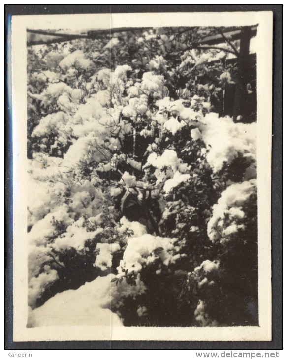 Japan ± 1935, Photo Of Trees In The Winter - Voorwerpen