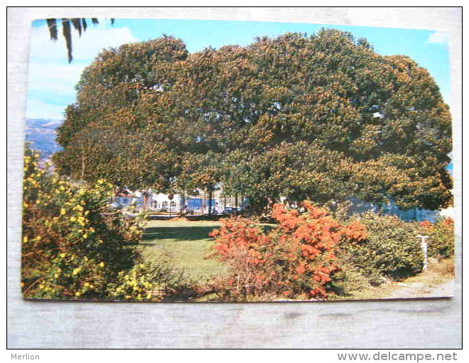 USA - CA-  Santa Barbara - Moreton Bay Fig - A Native To Australia Planted In S.B. In 1877 -  PU 1956       D106281 - Santa Barbara