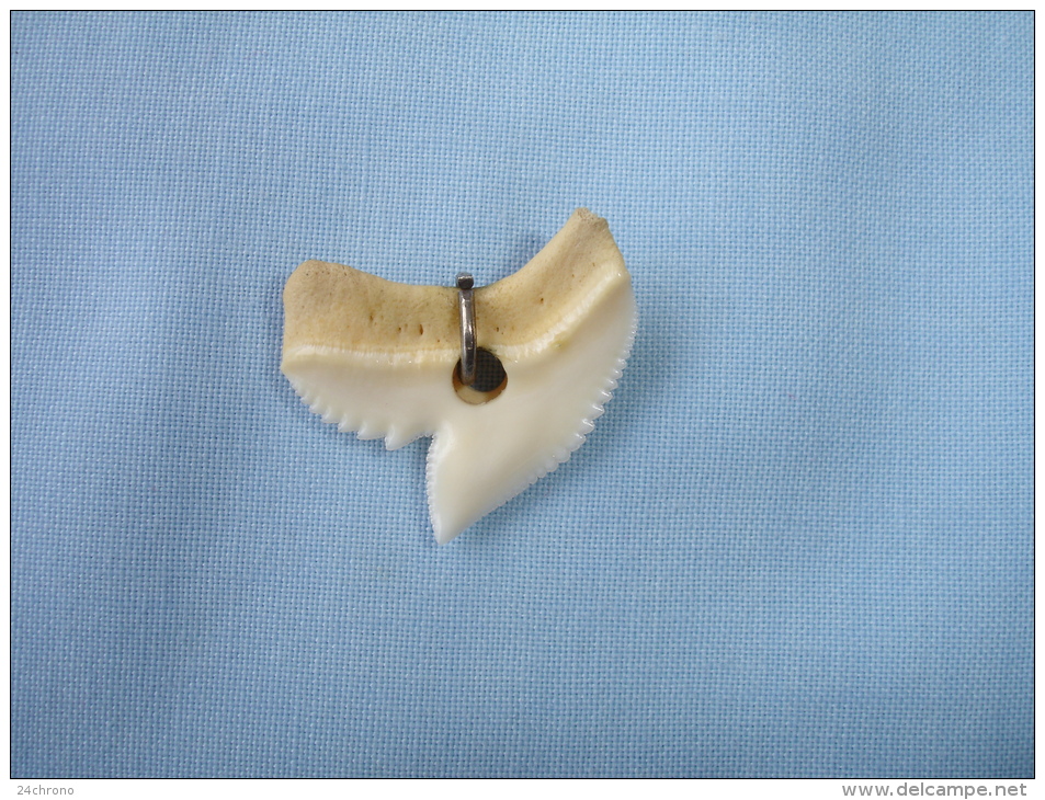 Ancien Pendentif: Dent De Requin (13-2355) - Hangers