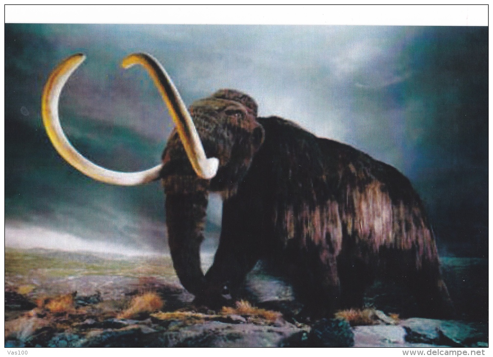 PREHISTORY MAMMOTHS,POSTCARD,UNUSED - Prehistory