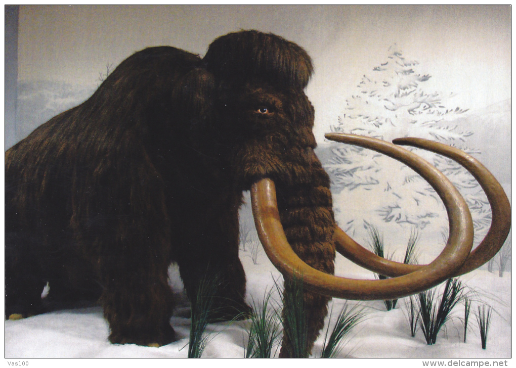 PREHISTORY MAMMOTHS,POSTCARD,UNUSED - Vor- Und Frühgeschichte