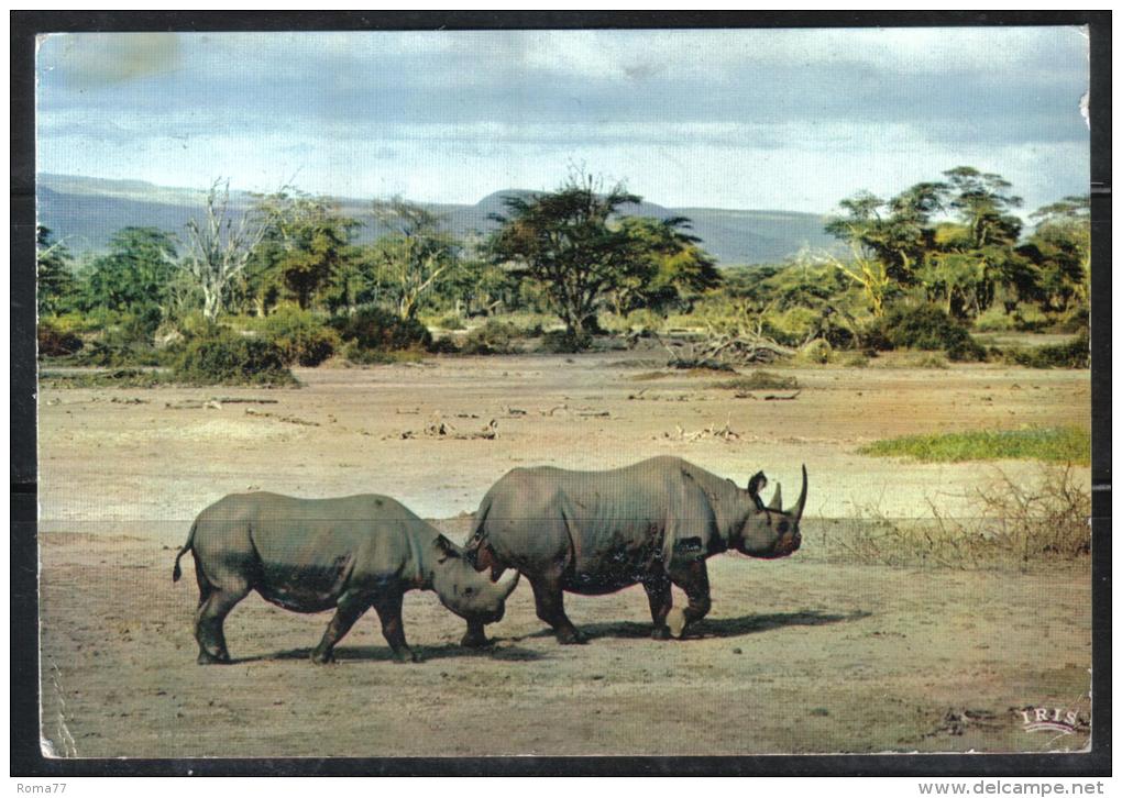 BOL889 - NIGERIA , Cartolina " Rinoceronte " Da Lagos 27/9/66 - Nigeria (1961-...)
