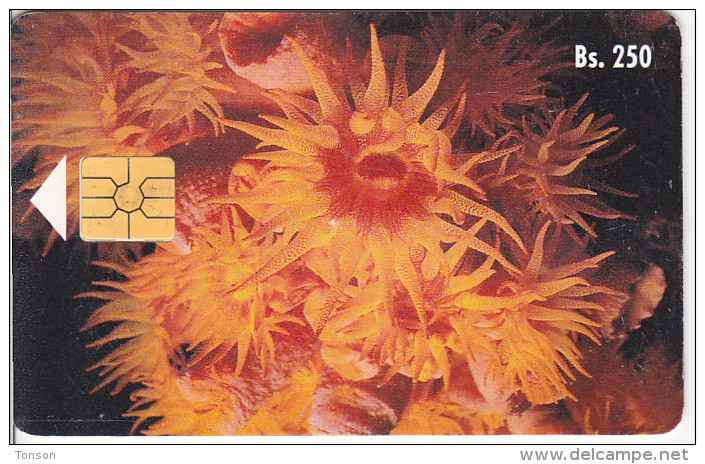 Venezuela, CAN2-0026, Marine Fauna, Coral Copa, 2 Scans. - Venezuela