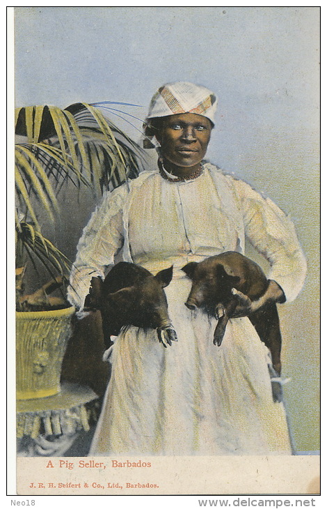 Barbados  A Pig Seller Marchande De Cochons Noirs  JRH Seifert P. Used Barbados 1910 - Barbados (Barbuda)