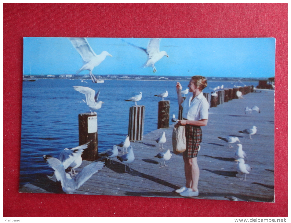 Feeding Sea Gulls  On Nantucket Dock Ma  1968 Cancel      Ref  1036 - Cape Cod