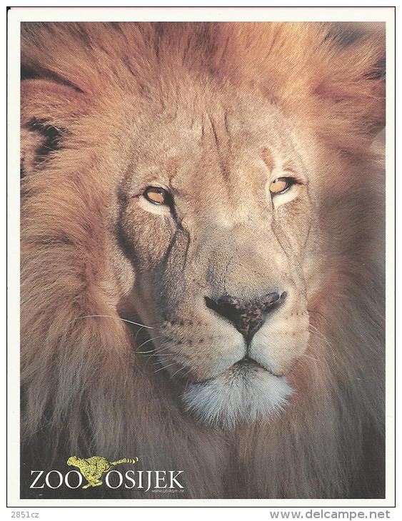 ZOO GARDEN Osijek, POSTCARD / ENTERING TICKET - LION, Croatia - Leeuwen