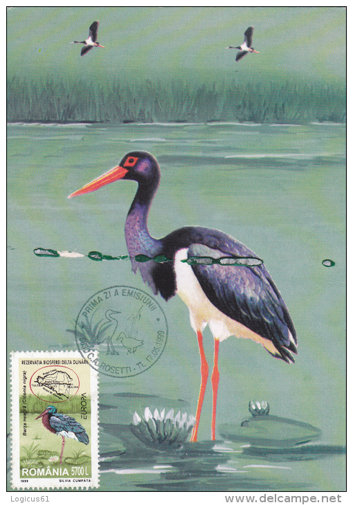 DANUBE DELTA: BLACK STORK(CICONIA NIGRA),CM,MAXICARD,UNUSE D,PERFECT SHAPE,ROMANIA - Storks & Long-legged Wading Birds