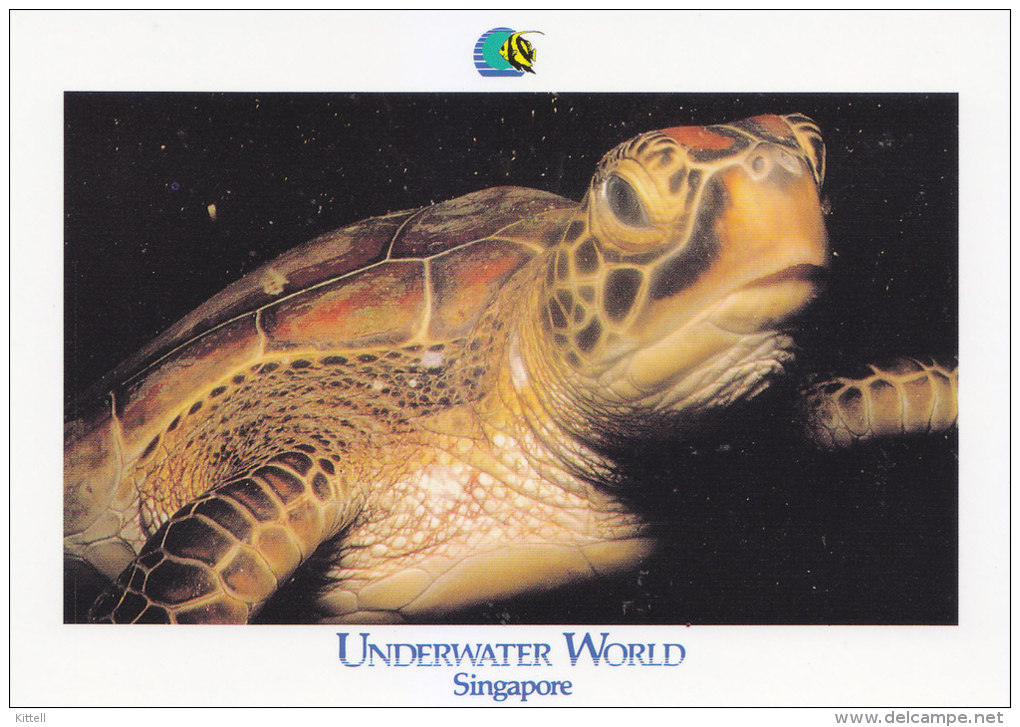 Postcard Green Turtle - Schildpadden