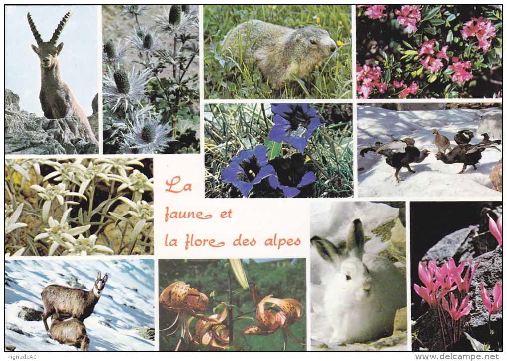 Cp , RÉGIONS , RHÔNE-ALPES , Faune Et Flore Des Alpes , Multi-Vues - Rhône-Alpes