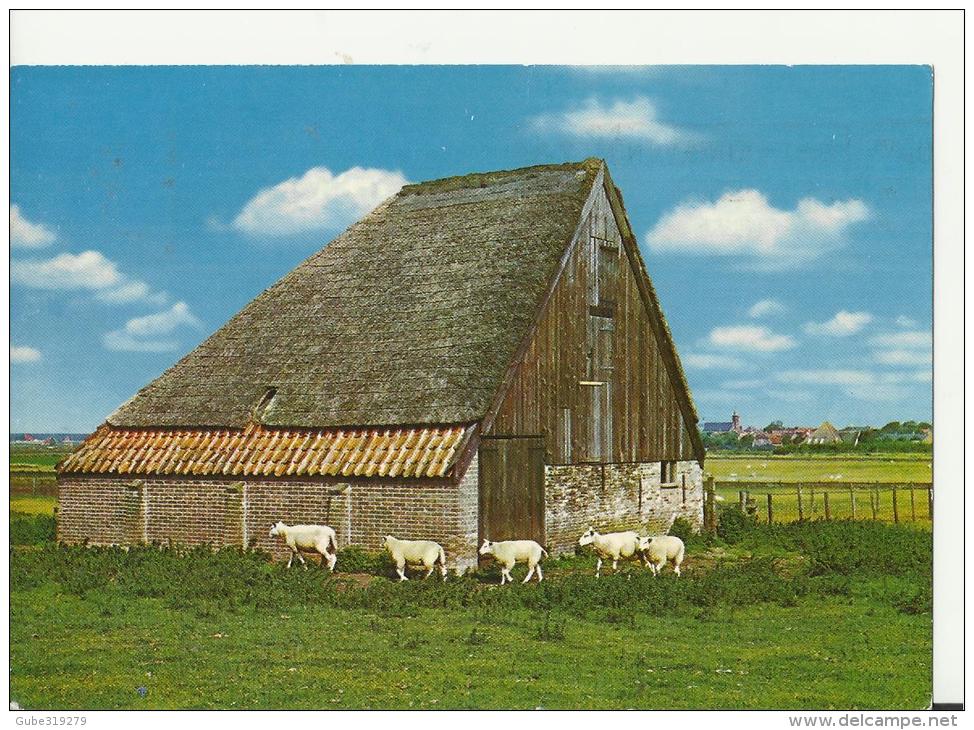 NETHERLANDS 1973 – POSTCARD TEXEL – SHEEP SHED    ADDR TO SWITZERLAND W 1 ST OF 30C POST ALKMAAR AUG 21,1973 REPOS703  U - Texel