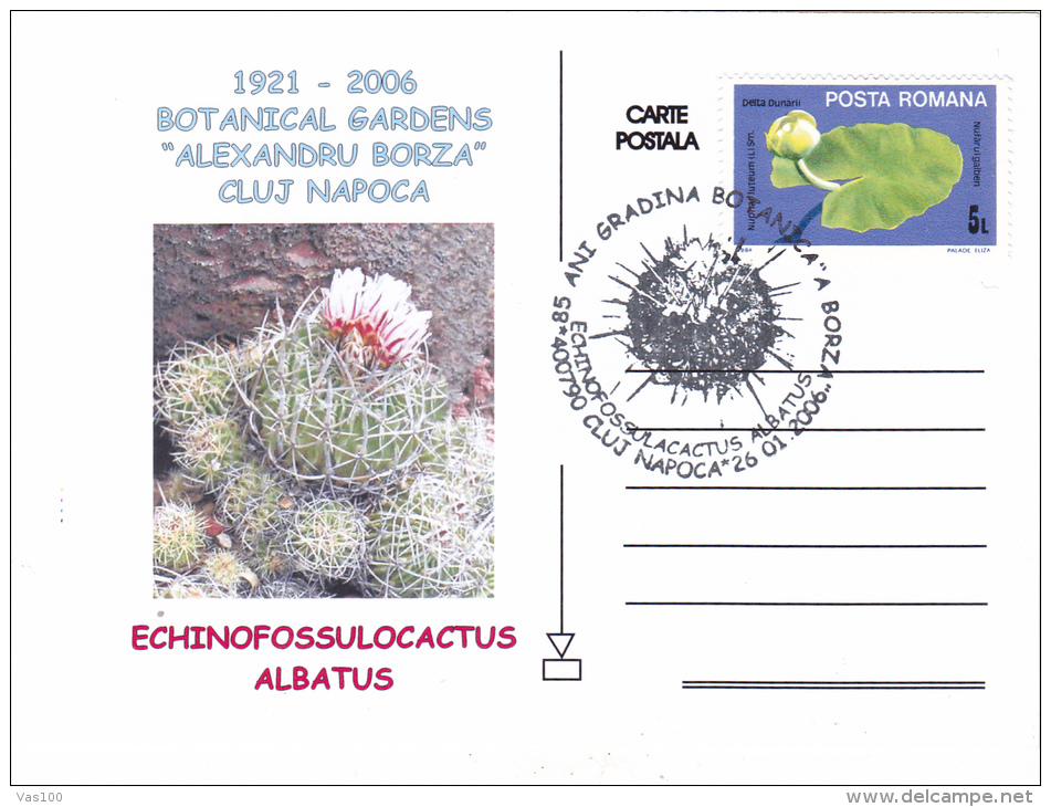 ECHINOFOSSULOCACTUS ALBATUS,CACTUS,PC,POSTCAR D,2006,ROMANIA - Sukkulenten