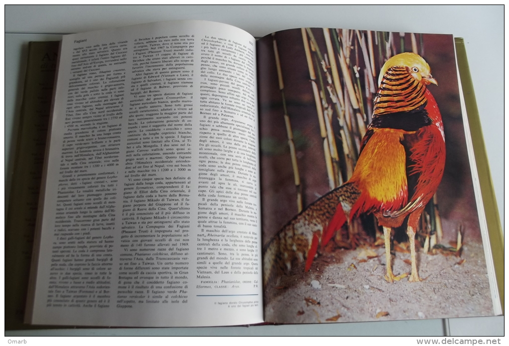 Lib201 Enciclopedia Sistematica Ecologica Etologica, Animali Di Tutto Il Mondo, Pesci, Anfibi, Mammiferi, Uccelli, 1977 - Enciclopedias