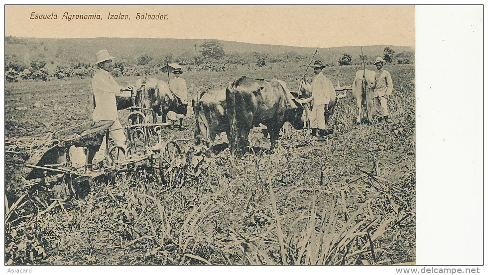 Izalco, Escuela Agronomia Labour Attelage Boeufs Charrue - El Salvador