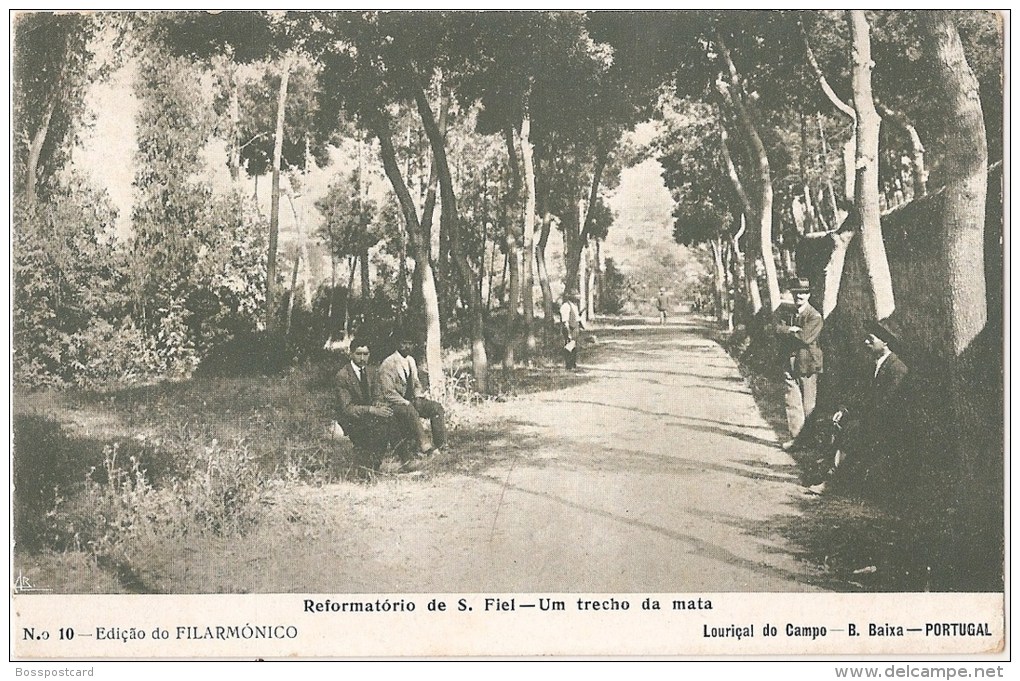 Louriçal Do Campo - Reformatório De S. Fiel - Um Trecho Da Mata. Castelo Branco. - Castelo Branco