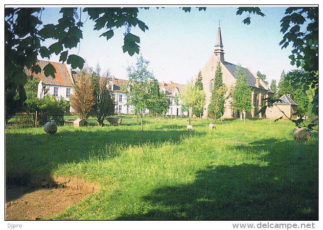 Dendermonde Begijnhof Schapenweide Met Begijnhofkerk - Dendermonde