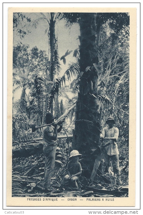 GABON - Collecte De L'huile De Palme - Paysages D'Afrique - Gabon