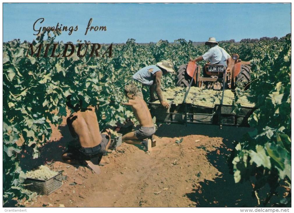 Grape Pickers At Yelta, Mildura In The Sunraysia District, Victoria - Nucolorvue  MD 72 Used - Mildura