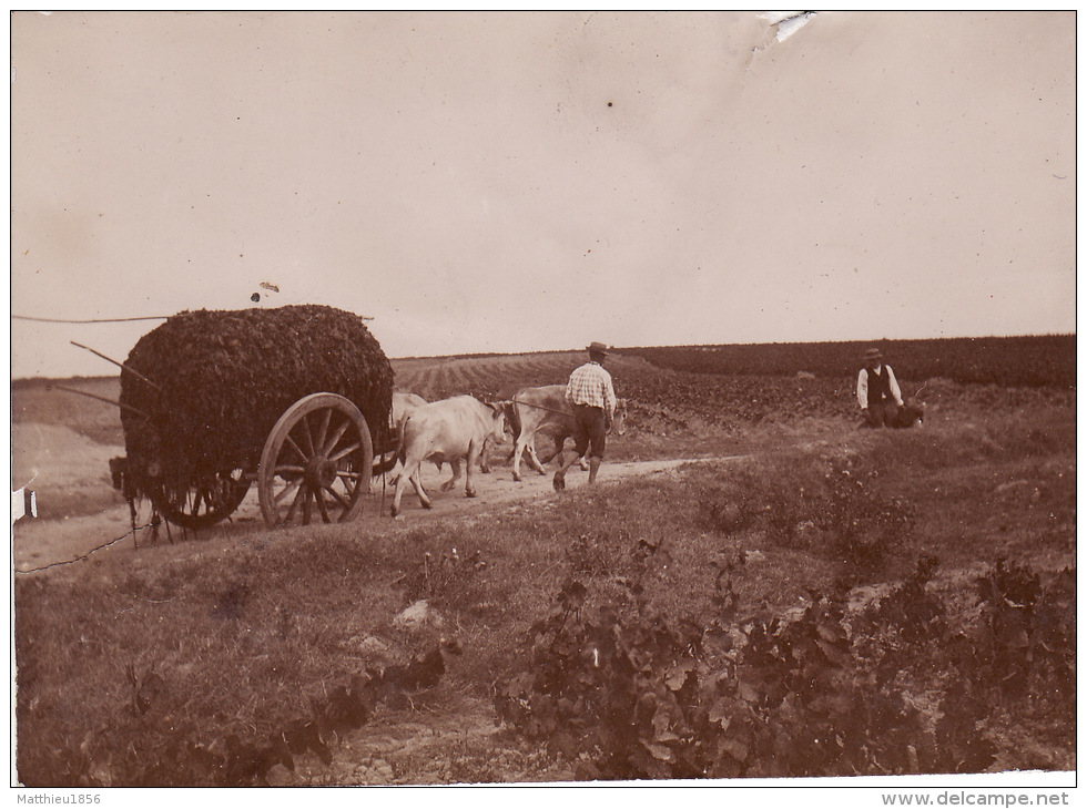 Photo Originale 1896 SAINT-GILDAS-DE-RHUYS (près Sarzeau) - Un Attelage Sur Un Chemin (A32) - Other & Unclassified