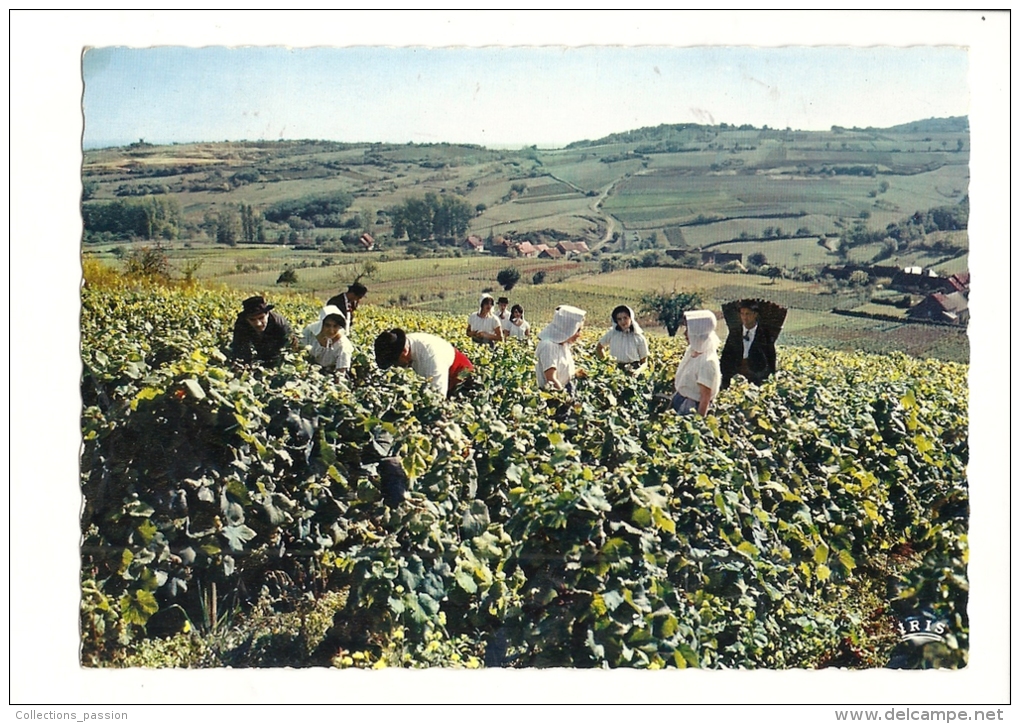 Cp, Agriculture, Vendanes En BOurgogne, Dans Les "Aligotés" D'un Coteau Typiquement Bourguignon, écrite 1970 - Weinberge