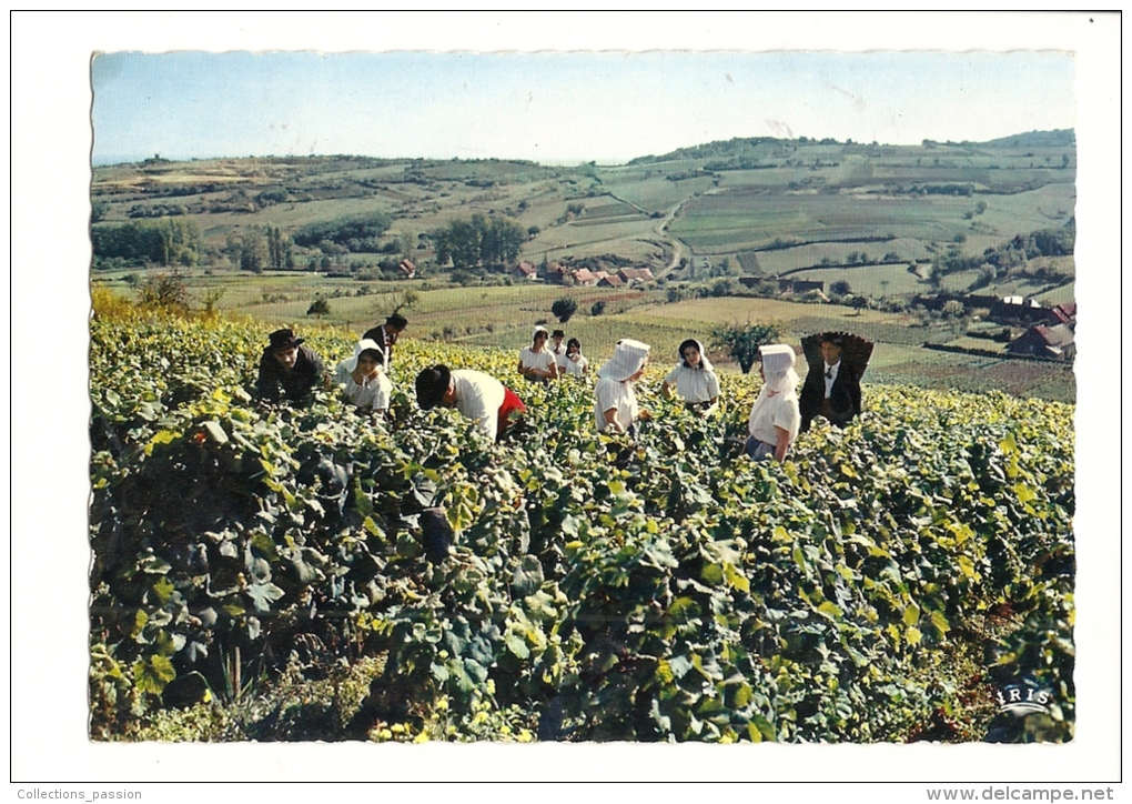 Cp, Agriculture, Vendanes En BOurgogne, Dans Les "Aligotés" D'un Coteau Typiquement Bourguignon, écrite 1970 - Wijnbouw