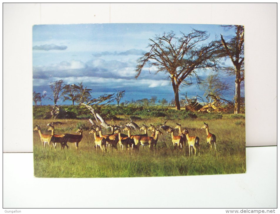Faune Africane  "Impalas"  (Camerun) - Camerun
