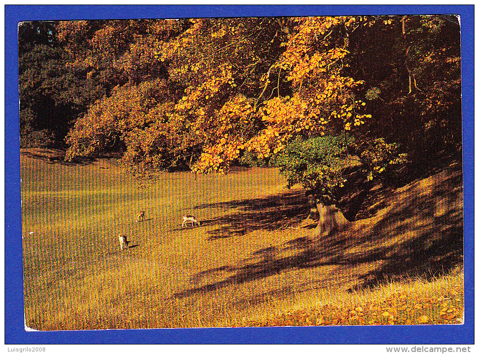 CARTE POSTALE - DEER IN KNOLE PARK, SECENOAKS  - 18.JLY.6?  -  2 SCANS - Covers & Documents