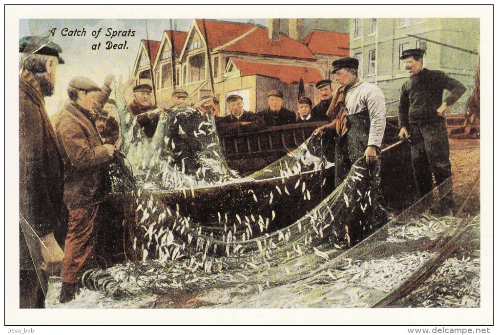 Postcard A Catch Of Sprats At DEAL Fish Fishermen Nets Fishing Boat Repro - Fishing