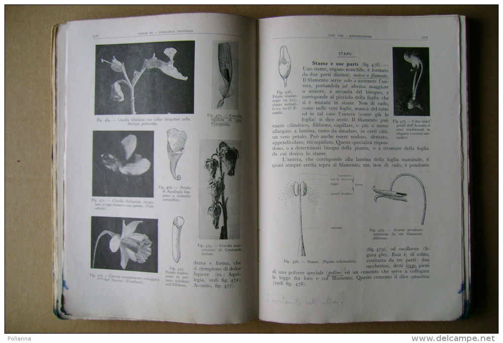 PBT/54 Lino Vaccari COME VIVONO LE PIANTE Lattes Librai Real Casa 1935/biologia E Morfologia Vegetale/botanica - Medecine, Biology, Chemistry