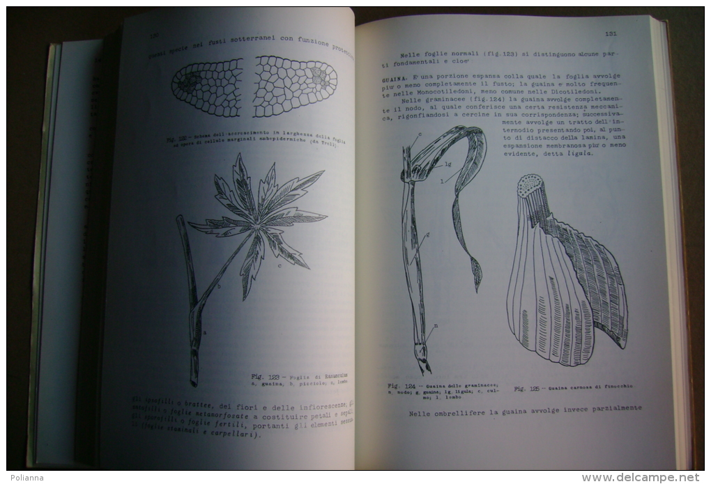 PBT/55 F.Sappa BOTANICA FARMACEUTICA Levrotto & Bella 1959 - Geneeskunde, Biologie, Chemie